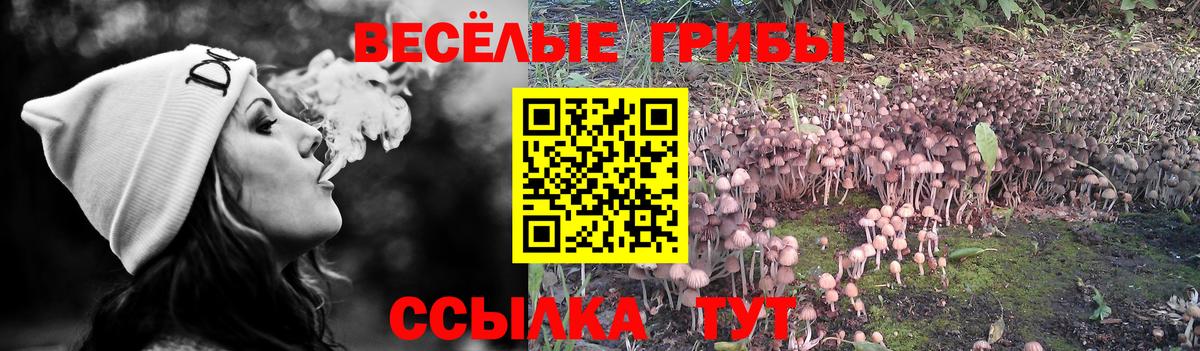 Мурманск  Псилоцибиновые грибы прущие грибы  где продают наркотики  Вход с VPN 